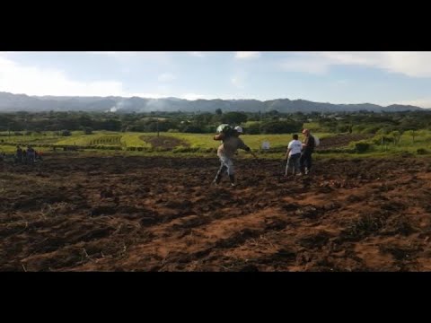 Analizan producción de alimentos en Cumanayagua