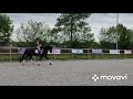 Dressage horse Hele chique brave 4-jarige zwarte merrie