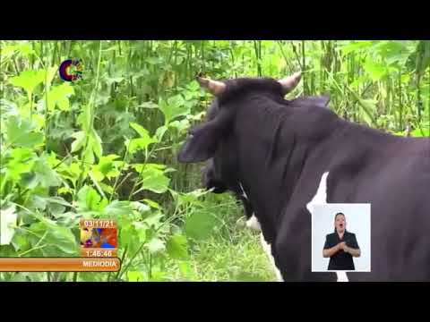 Cuba: Titonia en pastoreo para la ceba de toros