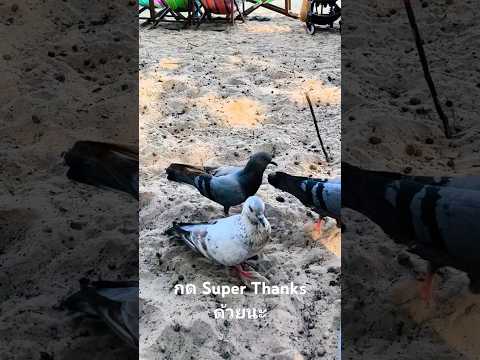 นกรวมพลกินข้าวกดSuperThanks