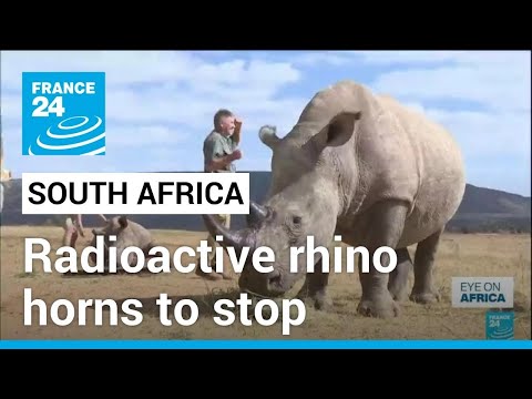 First radioactive rhino horns to curb poaching in South Africa • FRANCE 24 English