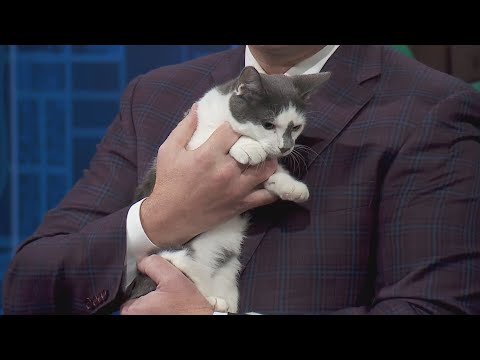 Doctor of Veterinary Medicine discusses the importance of regular exams for cats