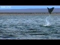 Pelicans and Flying Rays (Narrated by David Tennant) - Earthflight - BBC One