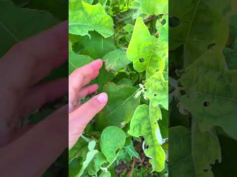 หนอนน้อยชาเขียวสมหนอนญี่ปุ่น