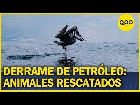 La mitad de los animales marinos afectados por el petróleo no sobreviviría