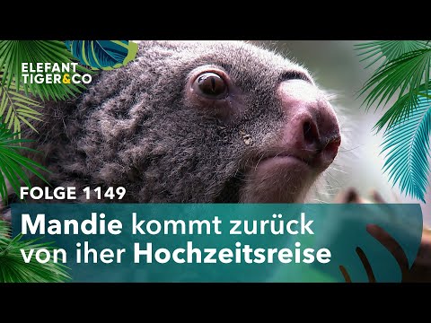 Der Weg ist das Ziel (Folge 1149) | Elefant, Tiger & Co. | MDR