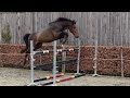 Show jumping horse El Barone •2020