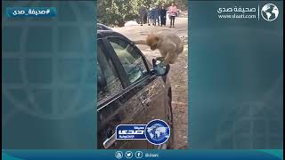 قرد غاضب يحطم السيارات