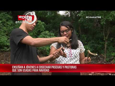 Jóvenes comienzan a sembrar plantas ornamentales para la navidad en Nicaragua