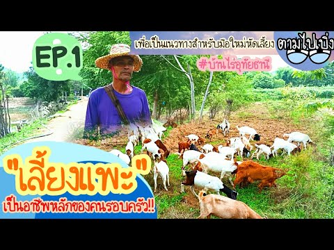 เลี้ยงแพะเป็นอาชีพหลักของคนรอบ เลี้ยงแพะเป็นอาชีพหลักของคนรอบ