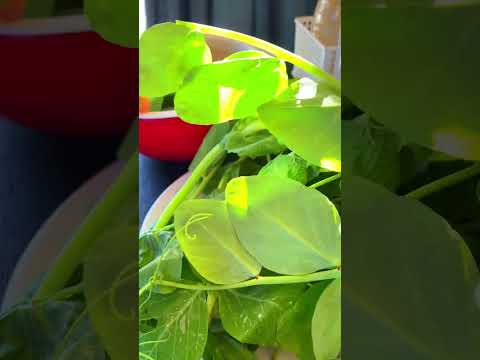 พากินยอดถั่วลันเตาของอร่อยน้อ