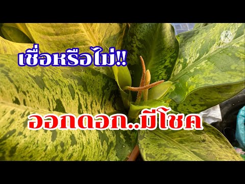 กระทุงเพชรสยาม|ออกดอกมีโชค|อยา