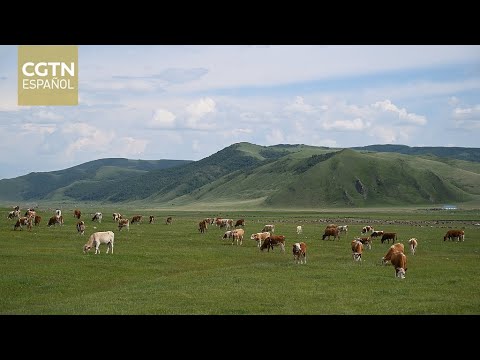 La carne vacuna de Paraguay aún no llega al mercado más grande del mundo: China