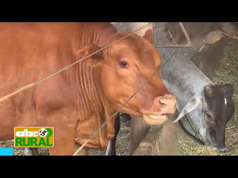 Abc Rural: Personal de un confinamiento de ganado habla de su trabajo
