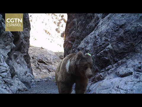 China y Mongolia trabajan conjuntamente para salvar al oso del Gobi de la extinción