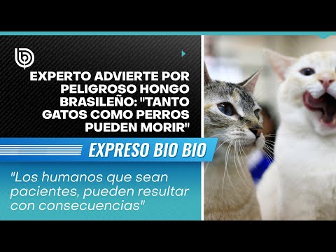 Experto advierte por peligroso hongo brasileño: Tanto gatos como perros pueden morir
