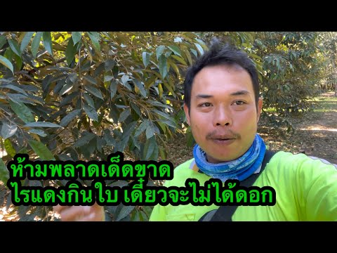 ไรแดงใบหมองใบแก่ร่วงถึงขั้นไม