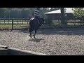 Dressage horse Mooie 4-jarige Just Wimphof x Ferdeaux