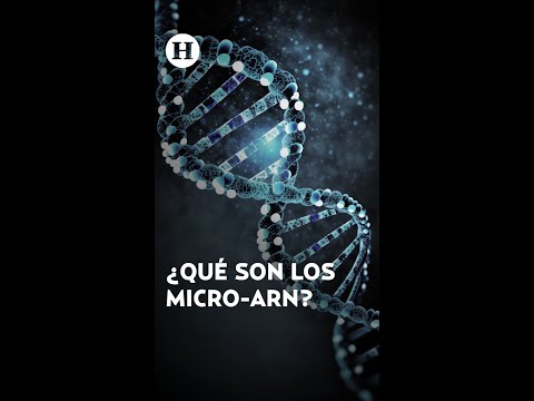 ¿Qué es el micro-ARN? El descubrimiento de los nuevos ganadores del Premio Nobel de Medicina 2024