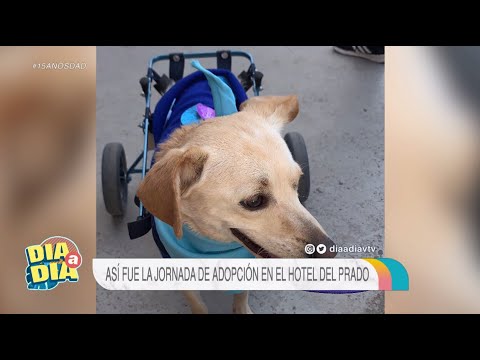 Mascotas en adopción: Así fue la jornada de adopción en el Hotel del Prado