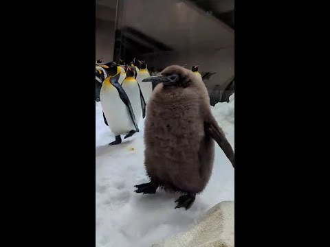 Tourists are planning their holidays around Pesto, the viral penguin