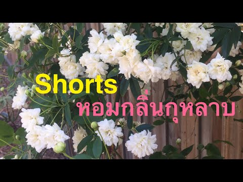 Shorts-หอมกลิ่นกุหลาบ Shorts-หอมกลิ่นกุหลาบ