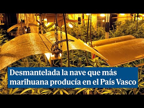 Desmantelado en Álava un pabellón con la mayor capacidad de producción de marihuana de Euskadi