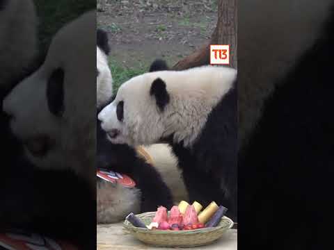 Pandas celebran el Año Nuevo Chino