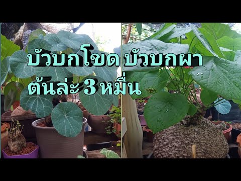 บัวบกโขด-บัวบกผา-ต้นล่ะ-3-หมื่ บัวบกโขด-บัวบกผา-ต้นล่ะ-3-หมื่