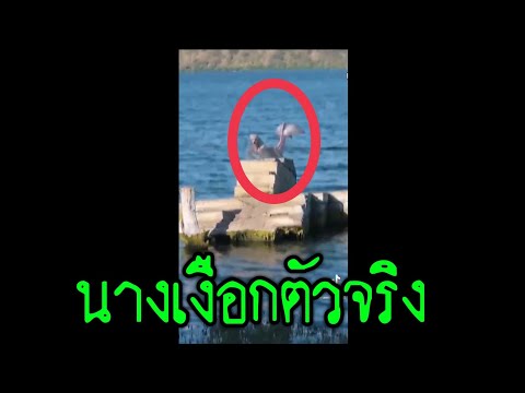ต่างประเทศถ่ายติดนางเงือกตัวเป ต่างประเทศถ่ายติดนางเงือกตัวเป