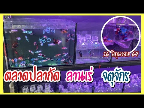 Zing’s-Day-I-ตลาดปลากัดลานเร่- Zing’s-Day-I-ตลาดปลากัดลานเร่-