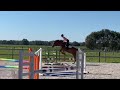 Show jumping horse 5y old gelding by Diamant de Plaisir x Graf Quidam