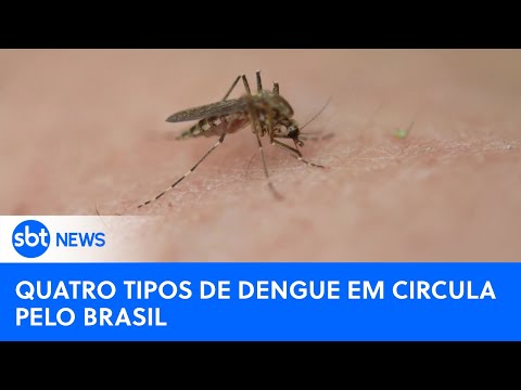Variantes da dengue em circulação pelo Brasil | #SBTNewsnaTV (23/02/24)