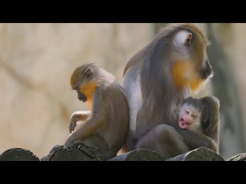 A new baby mandril makes its debut at the Fort Worth Zoo