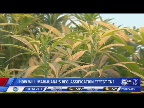 How will marijuana’s reclassification effect TN?