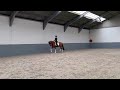 Dressage horse Dressuurpaard met goede stap en galop