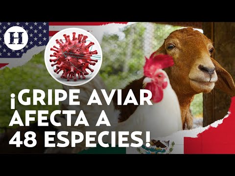 ¡Gripe aviar se expande por el mundo! Detectan primer caso de virus en cabras de Estados Unidos