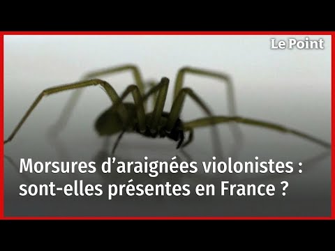 Morsures d’araignées violonistes : sont-elles présentes en France ?