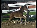Dressage horse imposant hoogbenig donkerbruin merrieveulen
