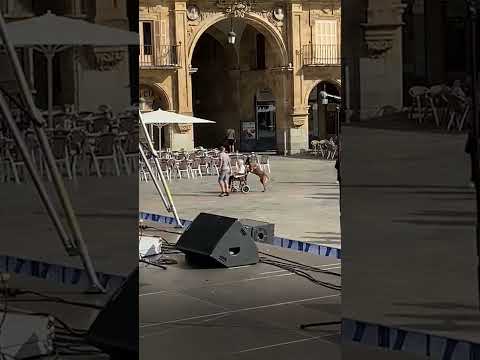 La chocante escena de un perro empujando una silla de ruedas en Salamanca se hace viral