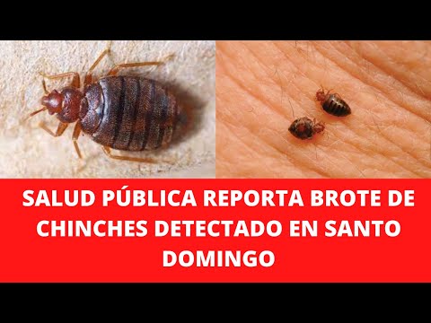 SALUD PÚBLICA REPORTA BROTE DE CHINCHES DETECTADO EN SANTO DOMINGO