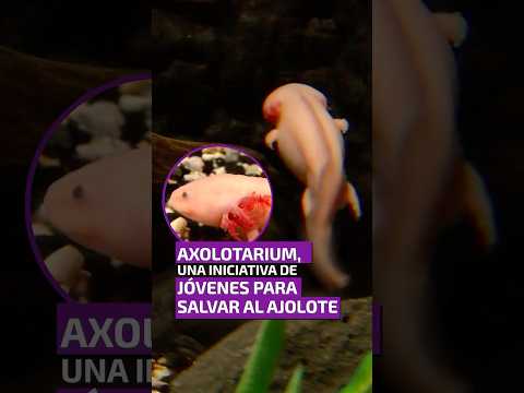 Axolotarium, una iniciativa de jóvenes para salvar al axolote