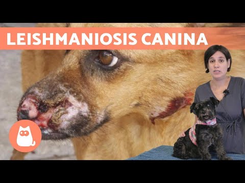 LEISHMANIA en perros ?? Síntomas, tratamiento y prevención