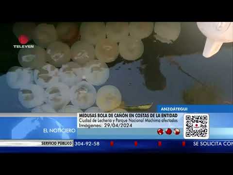 Alerta en Anzoátegui por medusas bola de cañón – El Noticiero emisión Meridiana 29/04/24