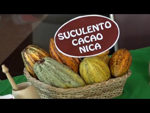 Exportación de cacao nicaragüense se incrementa en 24%
