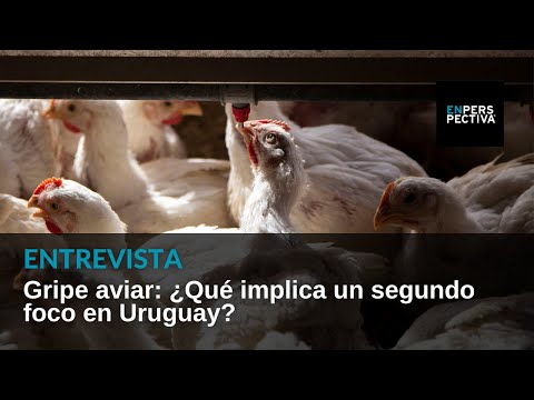 Gripe aviar: Se confirmó en Uruguay un segundo foco. ¿Qué implica este nuevo caso?