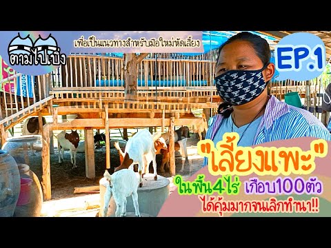 เลี้ยงแพะในพื้น4ไร่-เกือบ100ตั เลี้ยงแพะในพื้น4ไร่-เกือบ100ตั