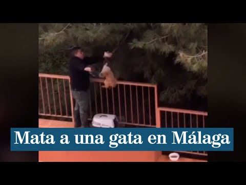 Denuncia la muerte de una gata capturada con lazo en Málaga