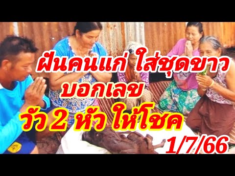 เลขเด็ดลูกวัว2หัวตายคนแก่เ