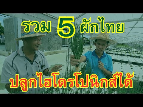 รวม5ผักไทยปลูกไฮโดรโปนิกส์ไ